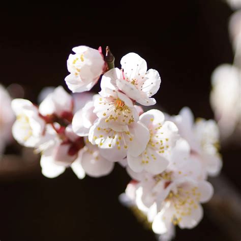 紅梅樹|梅の木の種類図鑑！花梅から実梅まで、代表的な品種。